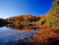 Framed Pond in the Chaquamegon National Forest, Cable, Wisconsin