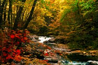 Framed Mountain Stream