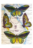 Framed Butterfly Map III