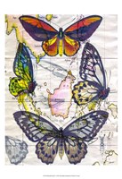 Framed Butterfly Map IV