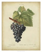 Framed Antique Bessa Grapes I