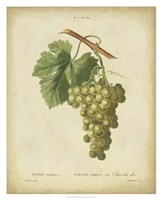 Framed Antique Bessa Grapes II