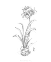 Framed Botanical Sketch II