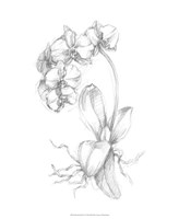 Framed Botanical Sketch V
