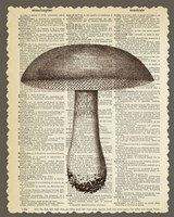 Framed 'Mushroom' border=