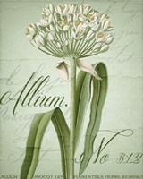 Framed 'Allium I' border=