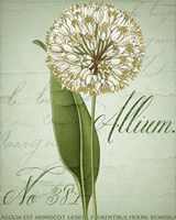 Framed 'Allium II' border=