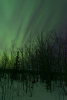 Framed Aurora Borealis over Trees