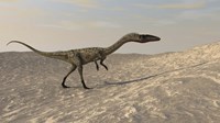 Framed Coelophysis Walking through Desert