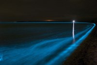 Framed Bioluminescence in Waves in the Gippsland Lakes