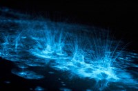 Framed Bioluminescence Splashes in the Gippsland Lakes