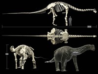 Framed Anatomy of a Titanosaur