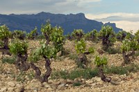 Framed Vineyard along the San Vicente to Banos de Ebro Road, La Rioja, Spain