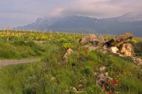 Framed Wildflowers surround the Sacred Burial Site, Elvillar Village, La Rioja, Spain
