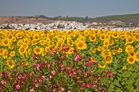 Framed Spain, Andalusia, Bornos Sunflower Fields