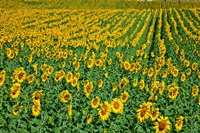 Framed Spain, Andalusia, Cadiz Province Sunflower Fields