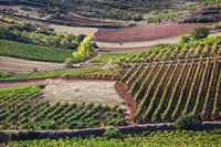 Framed Vineyards, Bobadilla, Spain