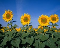 Framed Sunflowers, Spain