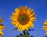 Framed Sunflowers, Spain