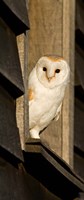 Framed England, Barn Owl looking out from Barn