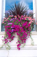 Framed Flower Box in London, England