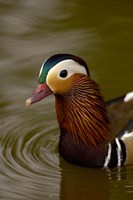 Framed Mandarin Duck, Slimbridge Wildfowl and Wetlands Trust, England