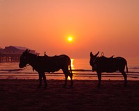 Framed Donkeys at Central Pier, Blackpool, Lancashire, England