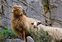 Framed Greece, Crete, Lasithi, Wild Sheep, Kavousi Gorge