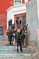 Framed Mules, Imerovigli, Santorini, Greece