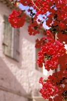 Framed Red Flowers on Main Street, Kardamyli, Messina, Peloponnese, Greece