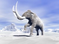 Framed Large Mammoth Walking Slowly on the Snowy Mountain