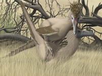 Framed Two Velociraptor's during MatingSseason