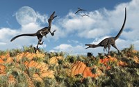 Framed Velociraptors involved in a Territorial Dispute