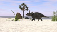 Framed Triceratops Walking along a Prehistoric Beach Landscape
