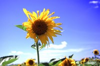 Framed Sunflower