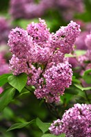 Framed Lilacs