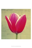 Framed Tulip in Fuchsia I