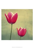 Framed Tulip in Fuchsia II