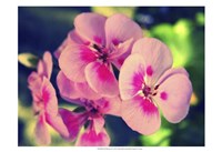 Framed Pink Blossom II