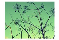 Framed Cow Parsley I