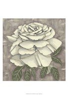 Framed Silver Rose II