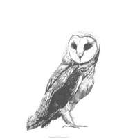 Framed Wildlife Snapshot: Owl