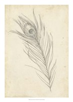 Framed Peacock Feather Sketch I