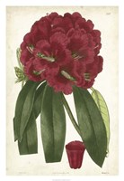 Framed Antique Rhododendron I
