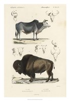 Framed Antique Cow & Bison Study