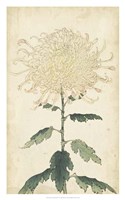 Framed Elegant Chrysanthemums III