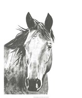 Framed Wildlife Snapshot: Horse I