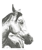 Framed Wildlife Snapshot: Horse II