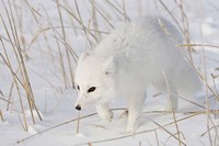 Framed Churchill Arctic Fox