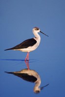 Framed Black-Winged Stilt Bird